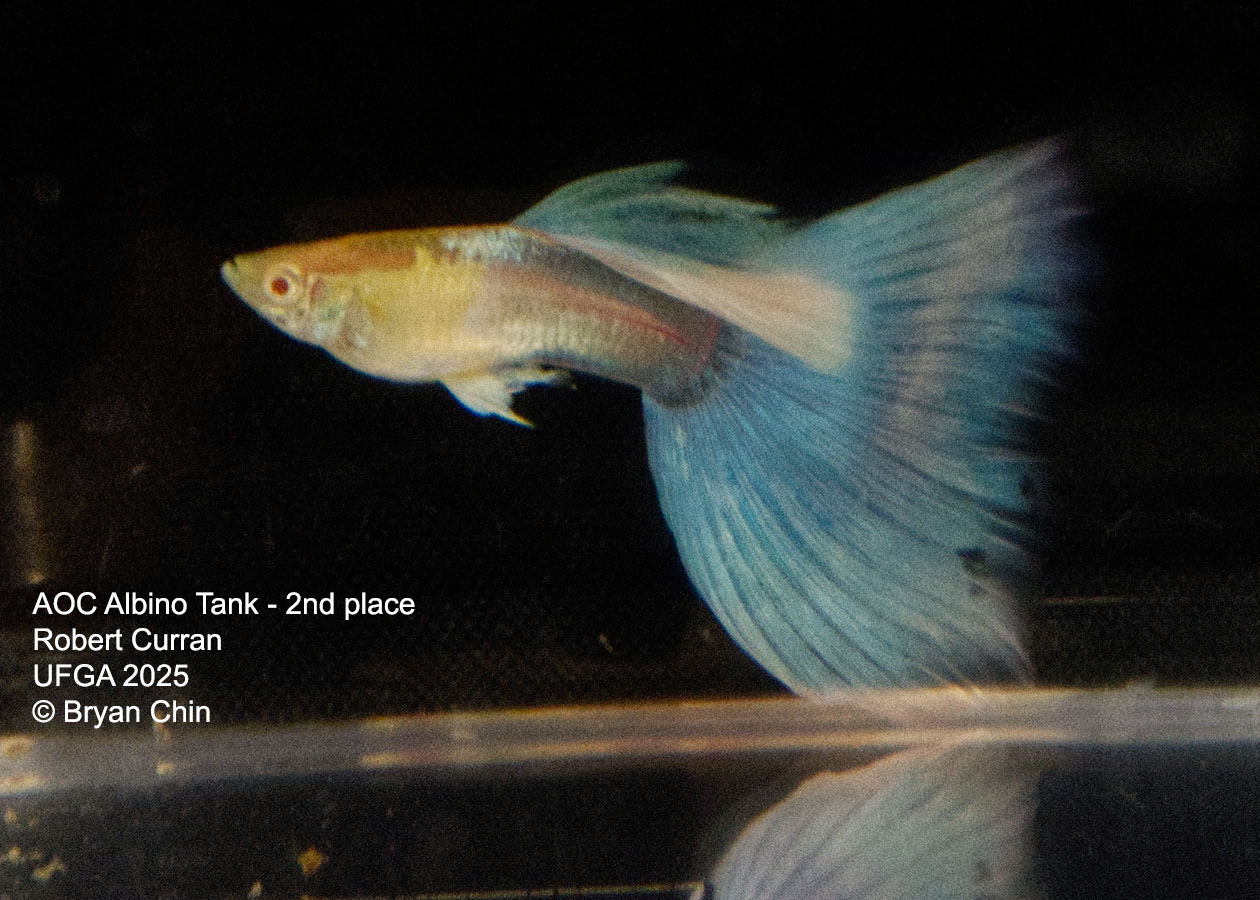 Guppy Albino Pastel